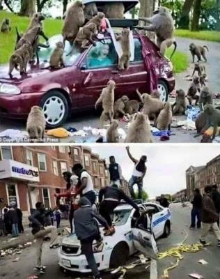 Прикрепленное изображение: Планета обезьян.jpg